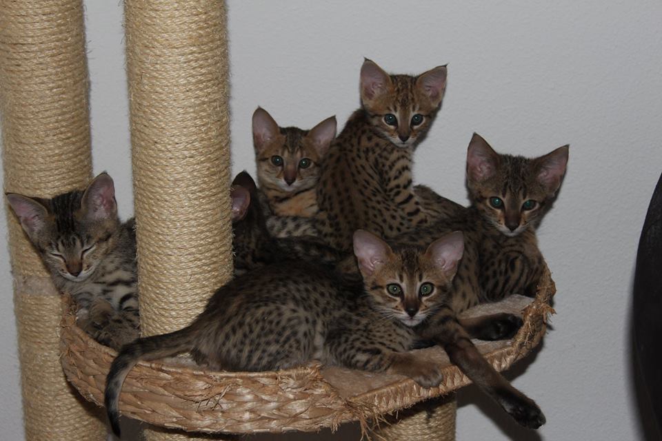 F6 store savannah kittens